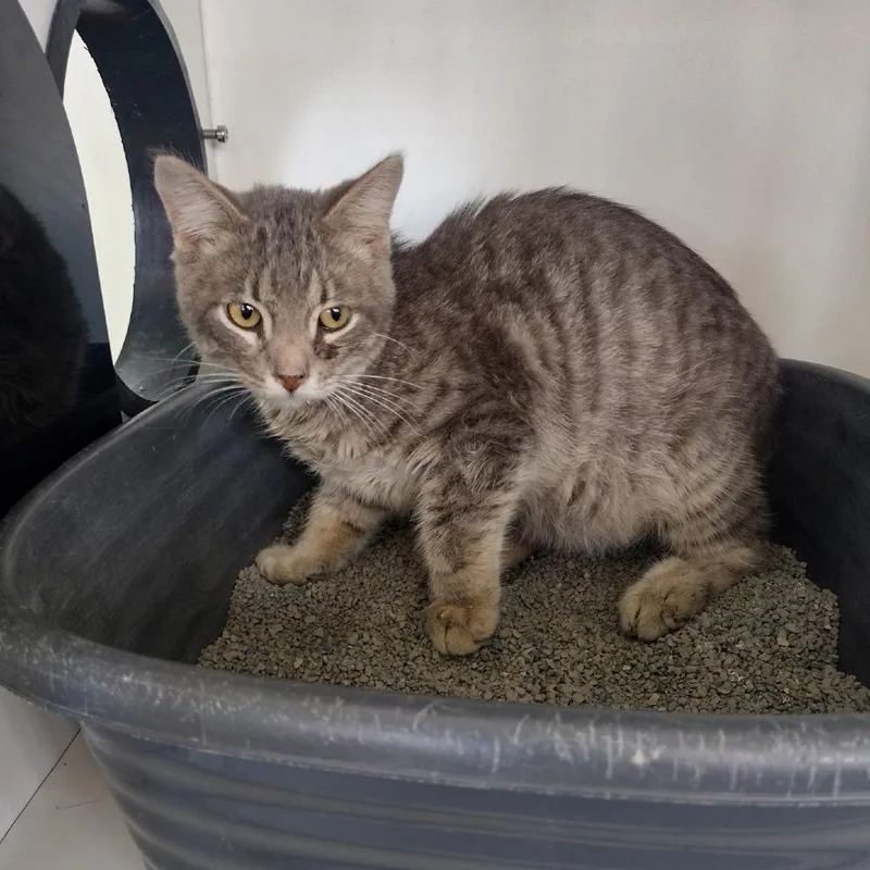 A young small-sized male Gray / Blue / Silver Domestic Short Hair cat named Zep for adoption in Troy, IL