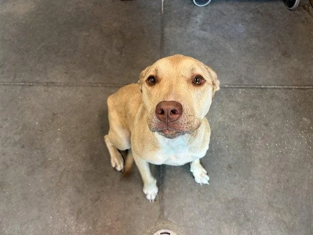 A senior large-sized female Labrador Retriever dog named Cleo for adoption in Tavares, FL