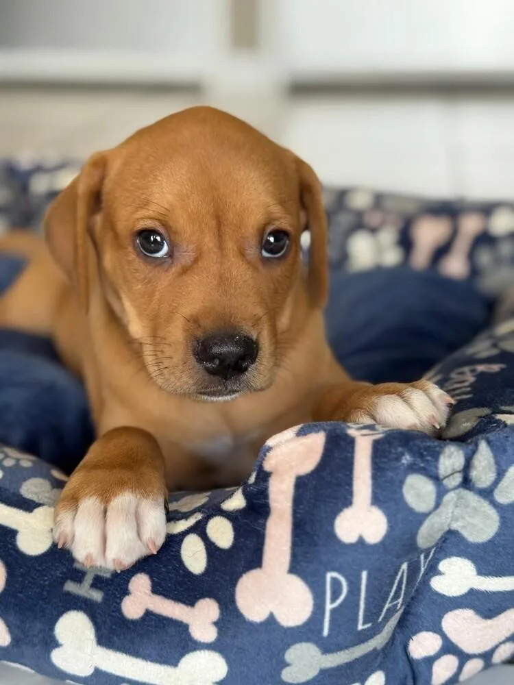 A baby small-sized male White / Cream Vizsla dog named Milan for adoption in North Reading, MA