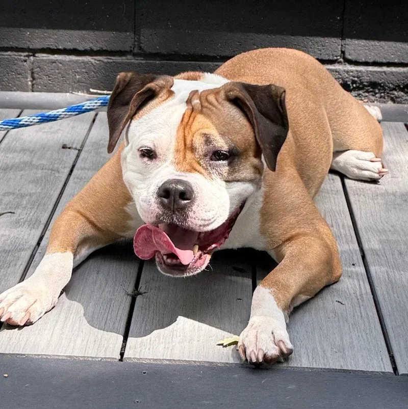 An adult large-sized female American Bulldog dog named Jade for adoption in Island Lake, IL