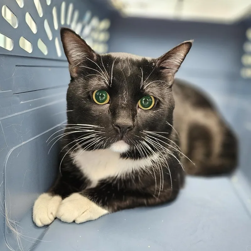 An adult large-sized male Black Domestic Short Hair cat named Midnyte for adoption in Lakewood, CO