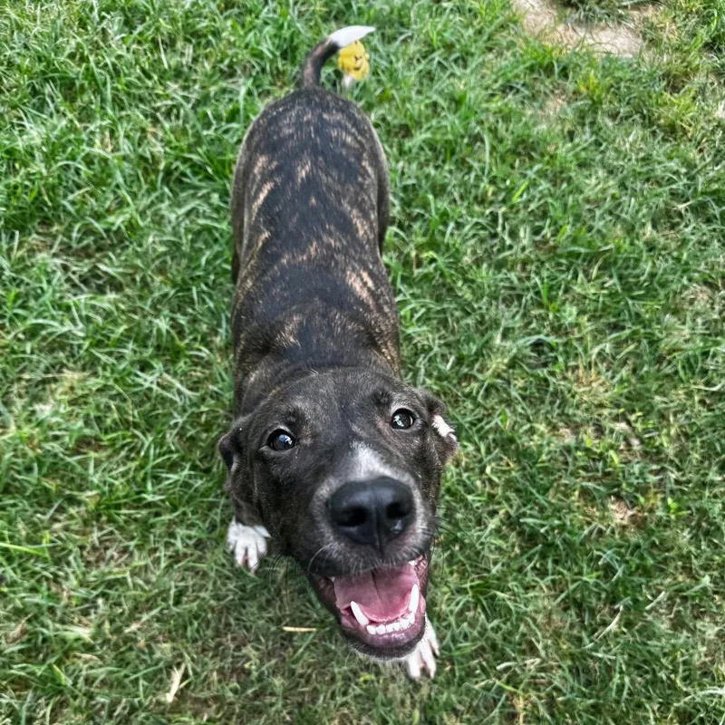 A young medium-sized female Brindle Mixed Breed dog named Sangria for adoption in Brownsboro, AL