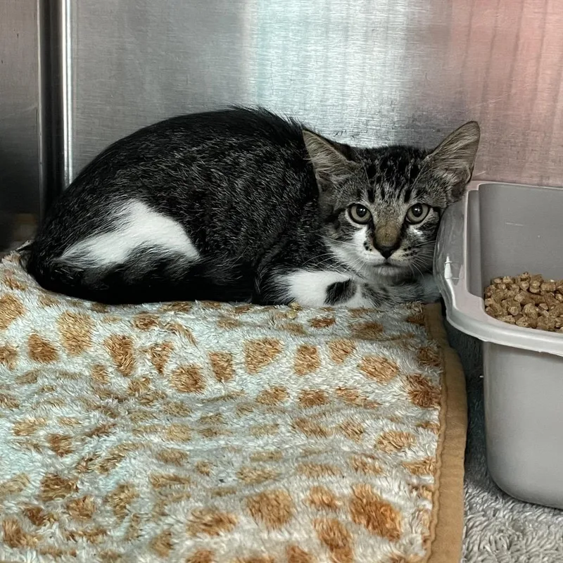 A baby small-sized male Gray / Blue / Silver Domestic Short Hair cat named Allie for adoption in Port Charlotte, FL