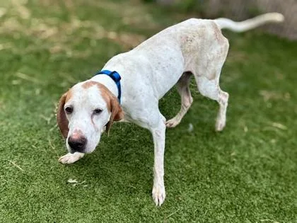 An adult large-sized male Hound dog named Lynyrd Skynyrd for adoption in Gainesville, FL