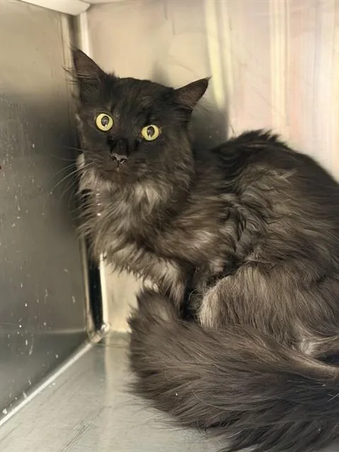 A young small-sized male Domestic Long Hair cat named J.g. Wentworth for adoption in Brighton, CO