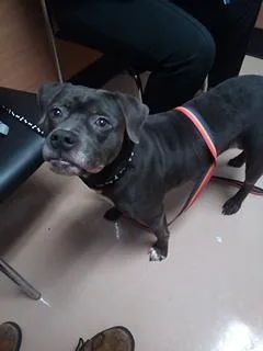 An adult medium-sized female Mixed Breed dog named Snacks for adoption in Chamblee, GA