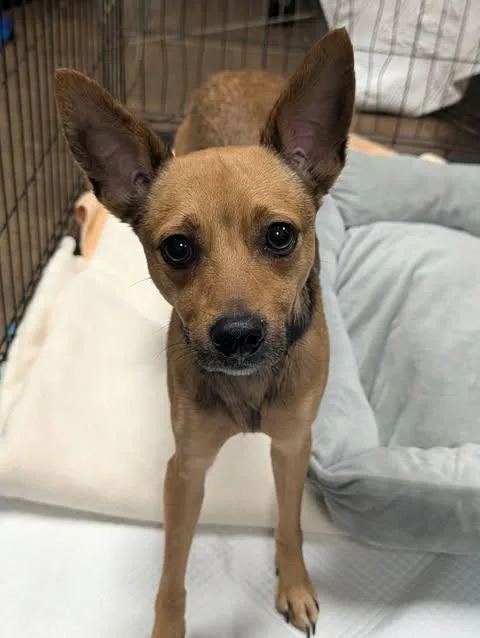 A young small-sized male Apricot / Beige Terrier dog named Blaze for adoption in Hopkinton, MA