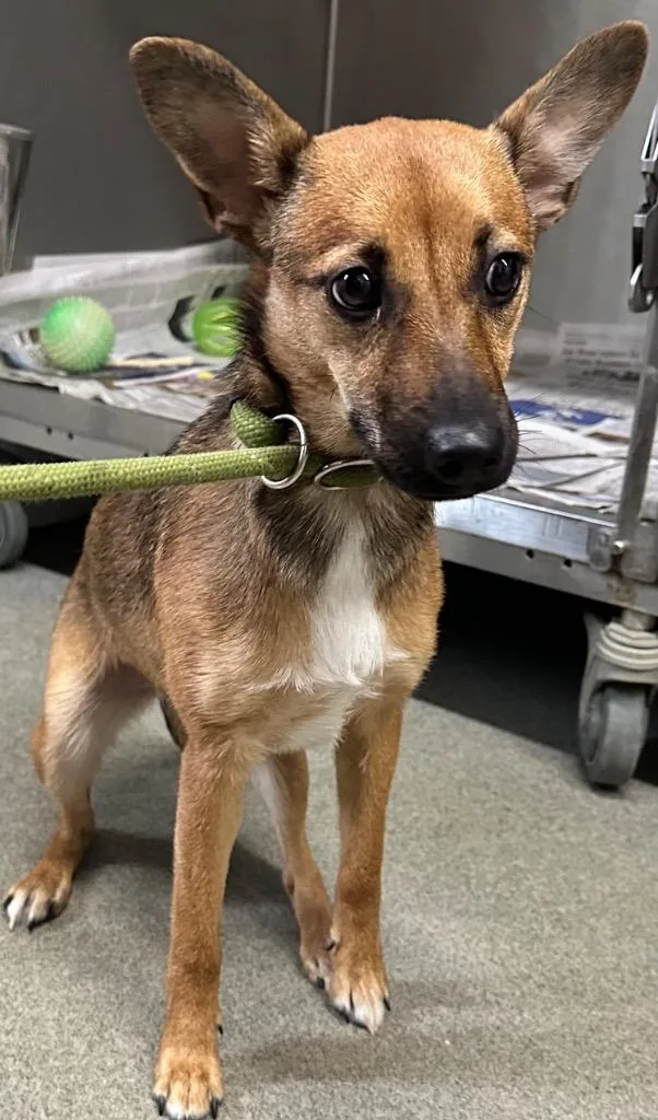 A baby small-sized female Corgi dog named Ruby for adoption in Hillsdale, IN