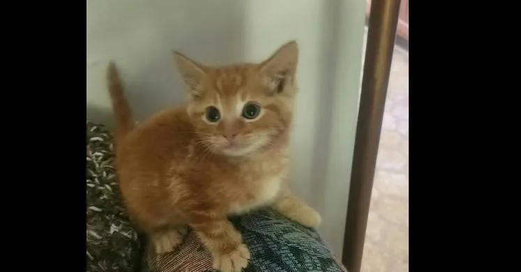 A baby small-sized male Domestic Short Hair cat named Lucky Charmer for adoption in Henrico, VA