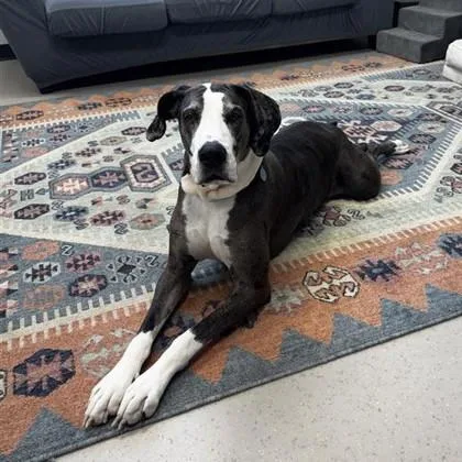 An adult extra large-sized female Great Dane dog named Zoe for adoption in Wheaton, IL