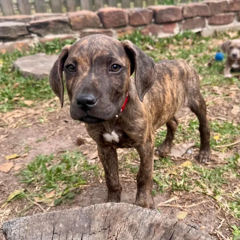 Humphrey thumbnail 2