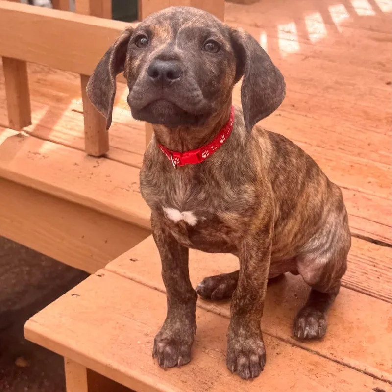 Humphrey thumbnail 3