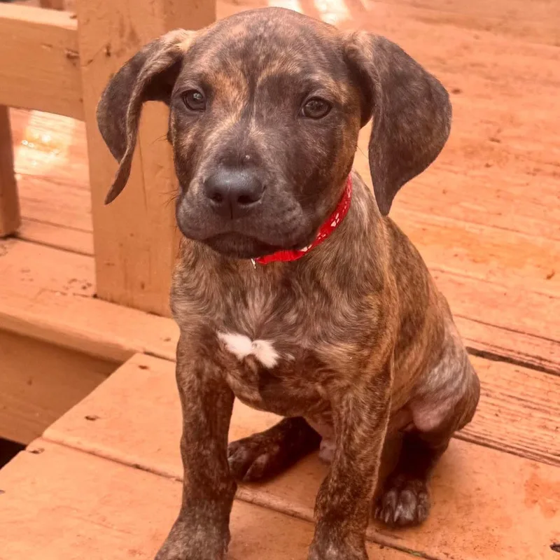 Humphrey thumbnail 4