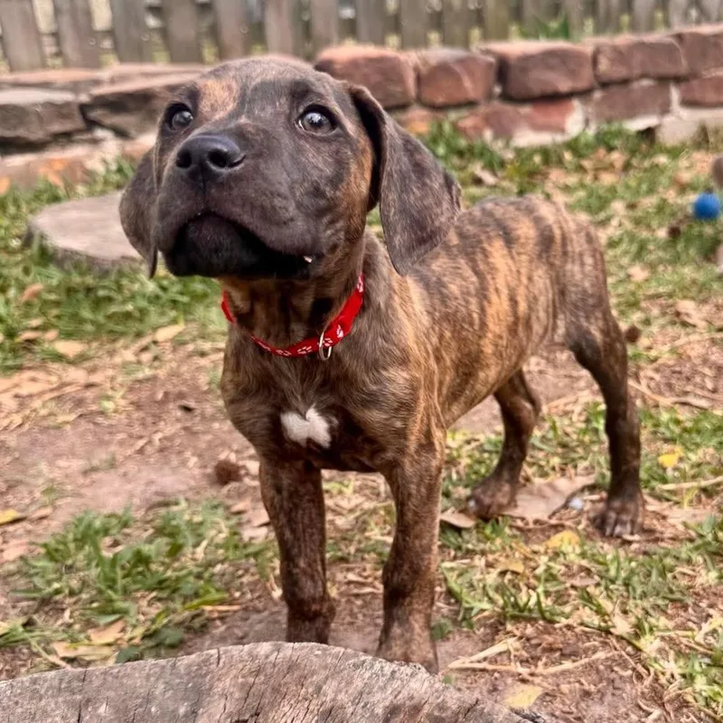 Humphrey thumbnail 5