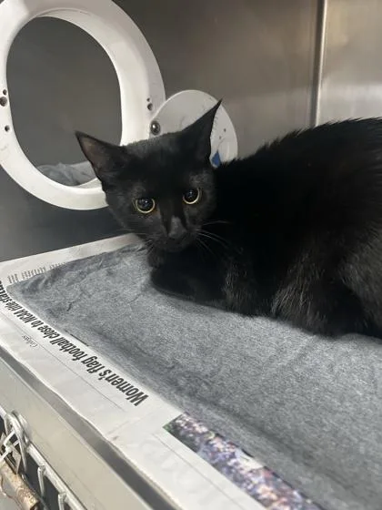 A baby small-sized male Domestic Short Hair cat named Loki for adoption in Largo, FL