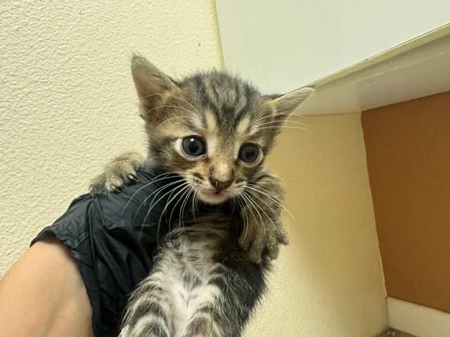 A baby small-sized female Domestic Short Hair cat named Melody for adoption in Fairfield, CA