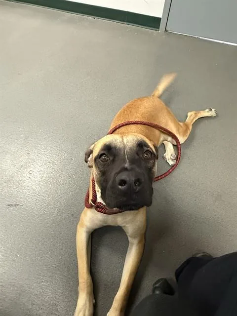 A young small-sized male Labrador Retriever dog named Howdie for adoption in Corpus Christi, TX
