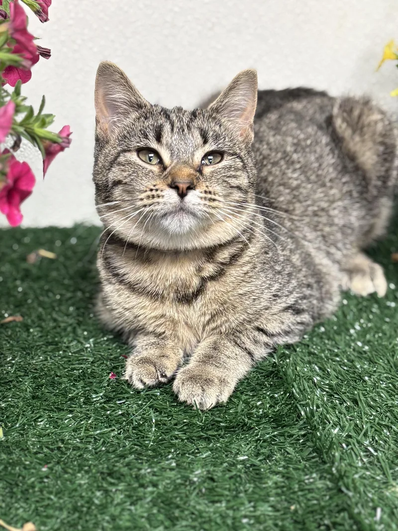 A young medium-sized female Tabby (Brown / Chocolate) Domestic Short Hair cat named Lisa for adoption in Effingham, IL