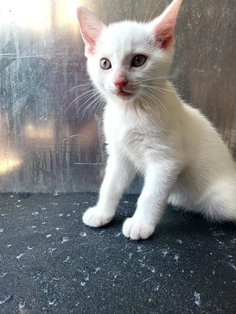 A baby small-sized female Domestic Short Hair cat named Skittles for adoption in San Antonio, TX