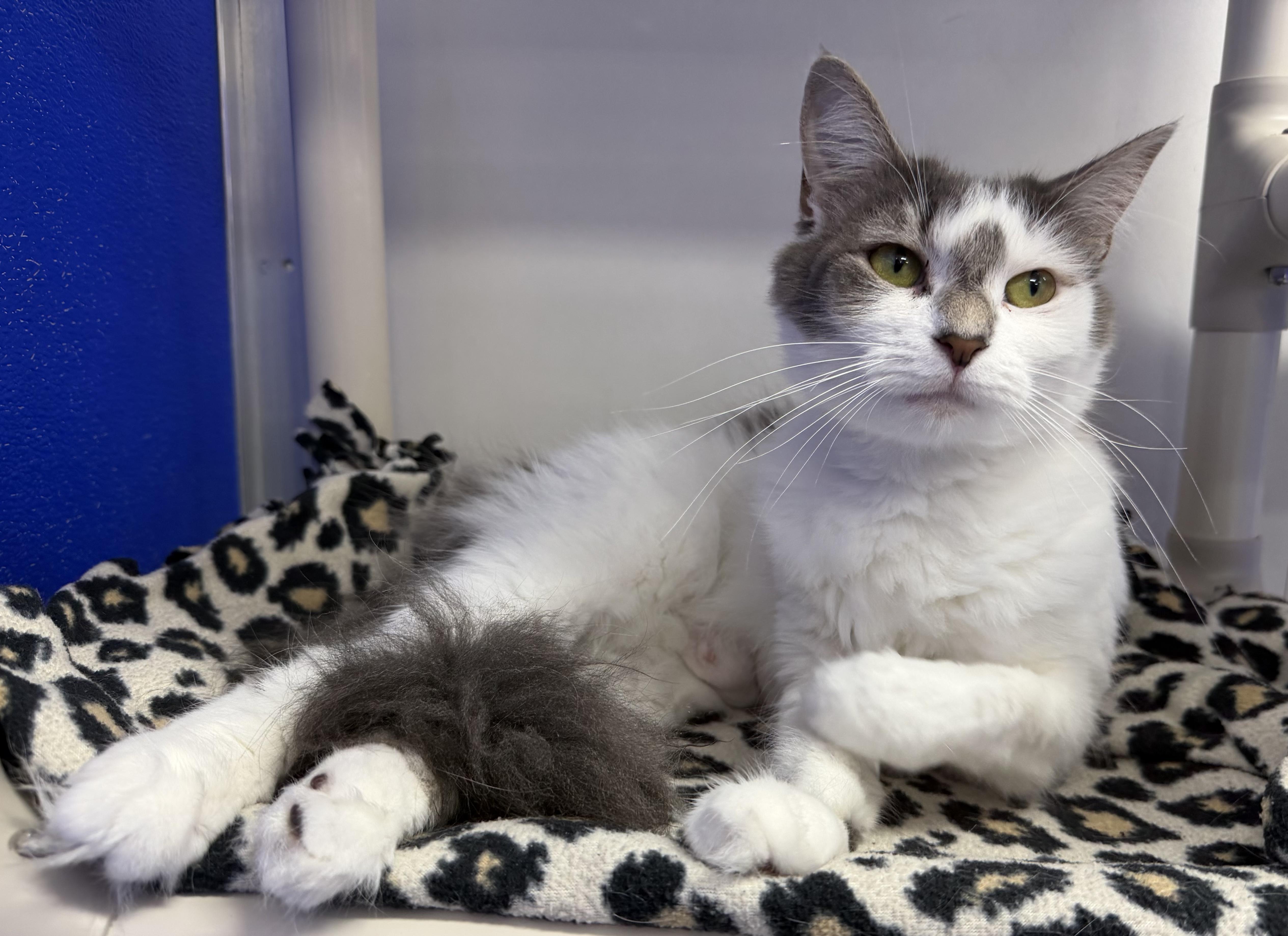 A young medium-sized female Gray & White Domestic Short Hair cat named Dove for adoption in Dunkirk, NY