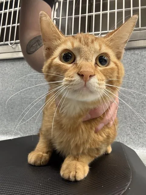 A young small-sized male Domestic Short Hair cat named Tangerine for adoption in Indianapolis, IN