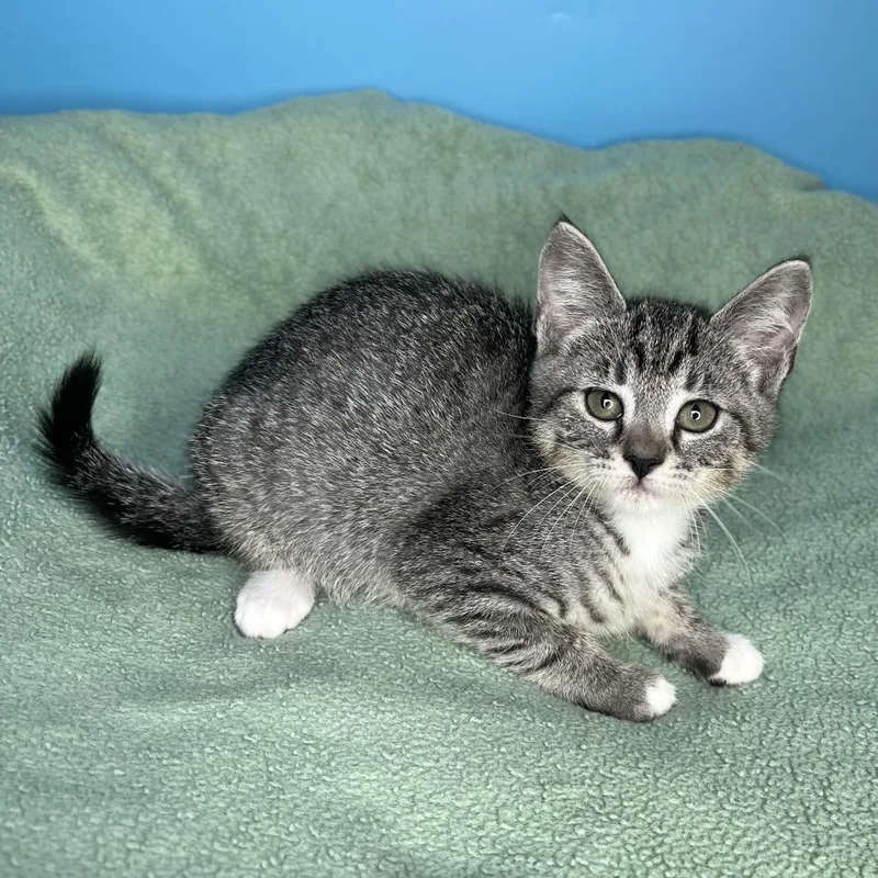 A baby small-sized female Brown / Chocolate Domestic Short Hair cat named Halley for adoption in San Antonio, TX