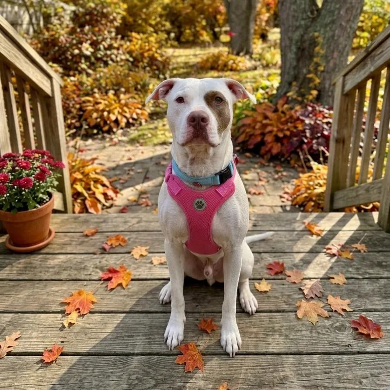 An adult large-sized male White / Cream Pit Bull Terrier dog named Bullseye for adoption in East Saint Louis, IL