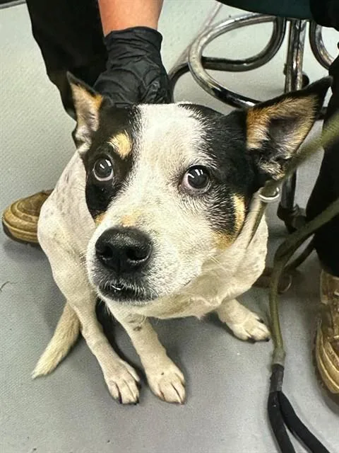 A young medium-sized male Tricolor (Brown, Black, & White) Cattle Dog dog named WonTon for adoption in Phoenix, OR