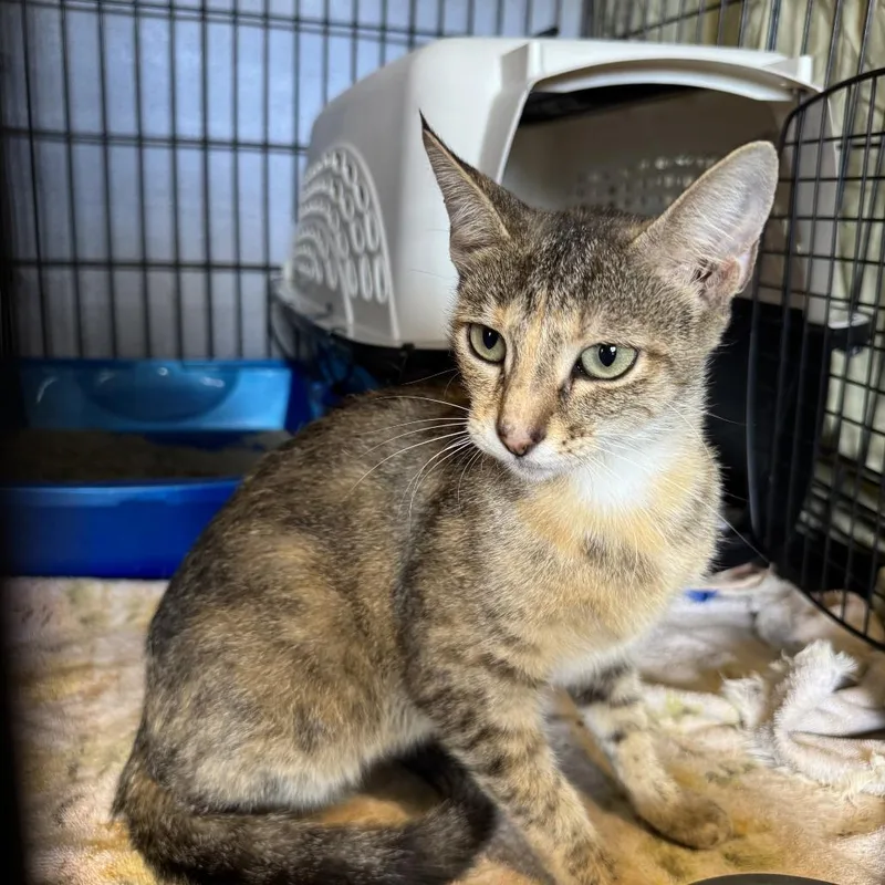 An adult medium-sized female Brown / Chocolate Domestic Short Hair cat named Bubblegum for adoption in Fairfax, VA