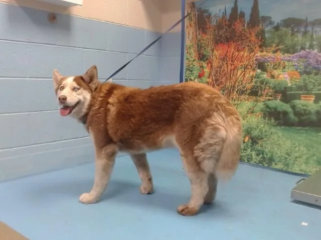 An adult medium-sized female Siberian Husky dog named Rosette for adoption in Moreno Valley, CA