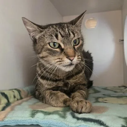 An adult medium-sized female Tabby (Brown / Chocolate) Domestic Short Hair cat named Sugar for adoption in Phoenixville, PA