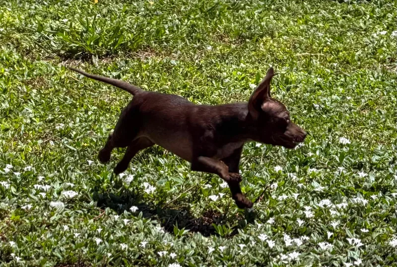 A baby small-sized male Chihuahua dog named Joey Vero Beach for adoption in Bradenton, FL