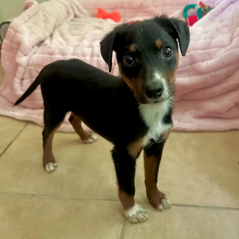 A baby small-sized female Black Rat Terrier dog named Nora for adoption in High Ridge, MO