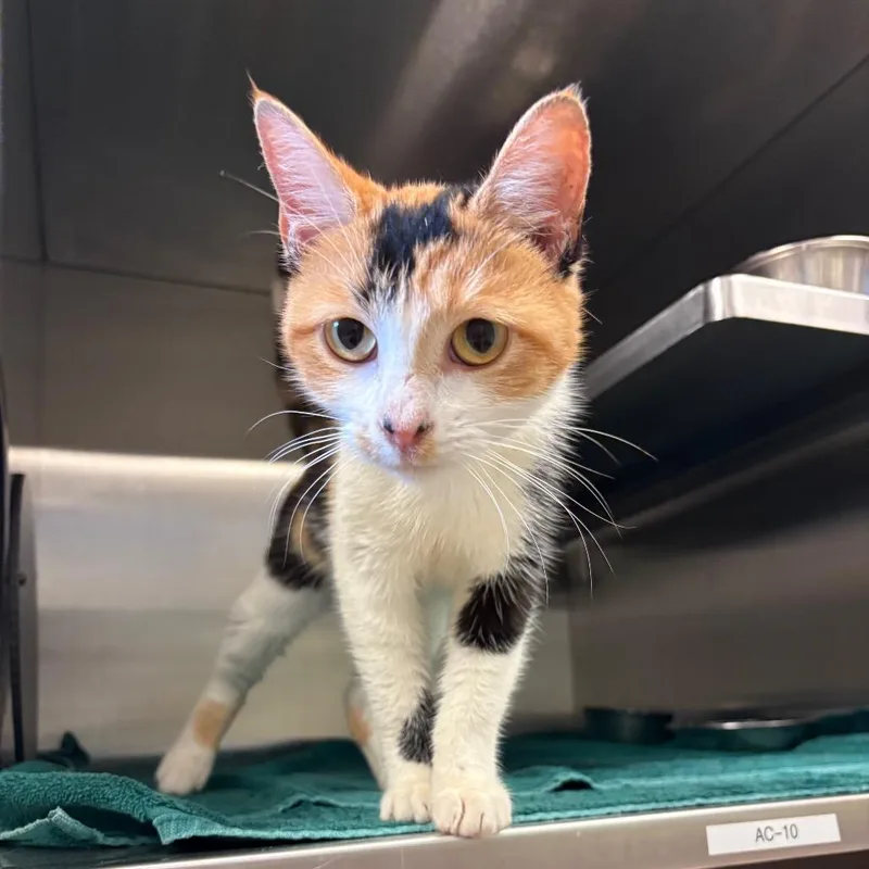 A baby small-sized female Orange / Red Domestic Short Hair cat named Marleigh for adoption in Bristol, IN