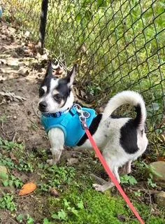 An adult small-sized male Chihuahua dog named Jerry for adoption in Monroe, VA