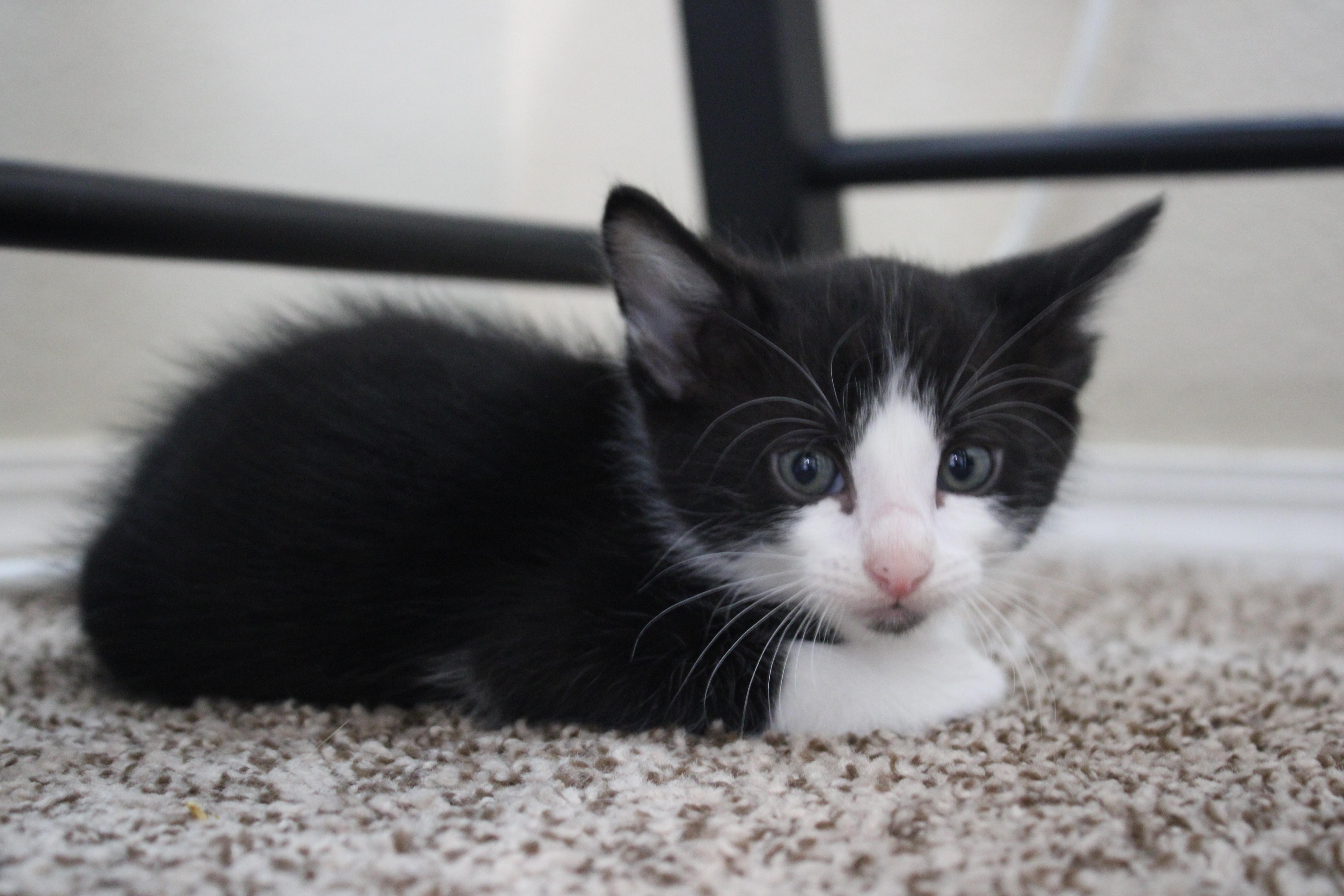 Howard Has A Lightning thumbnail 2