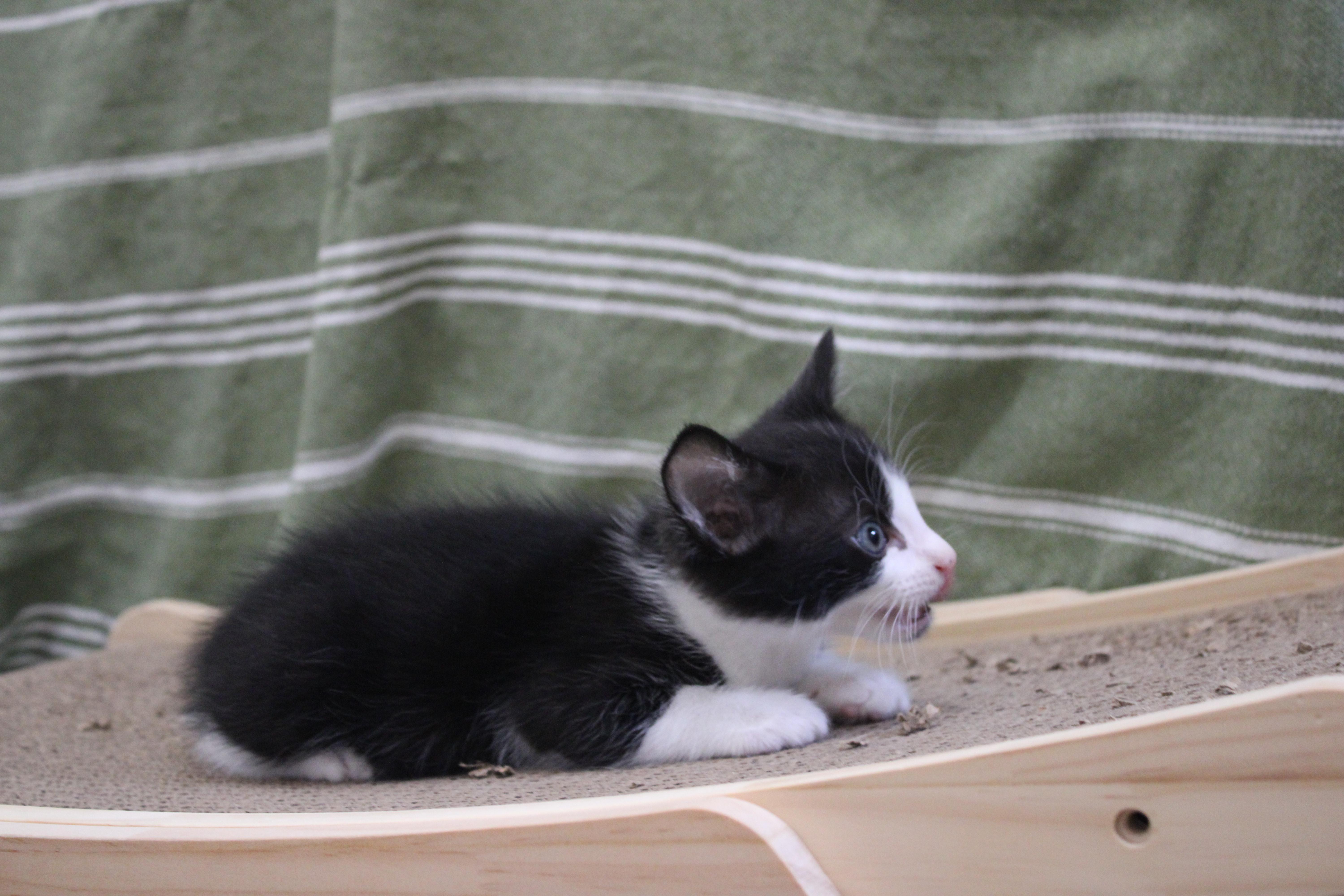 Howard Has A Lightning thumbnail 3