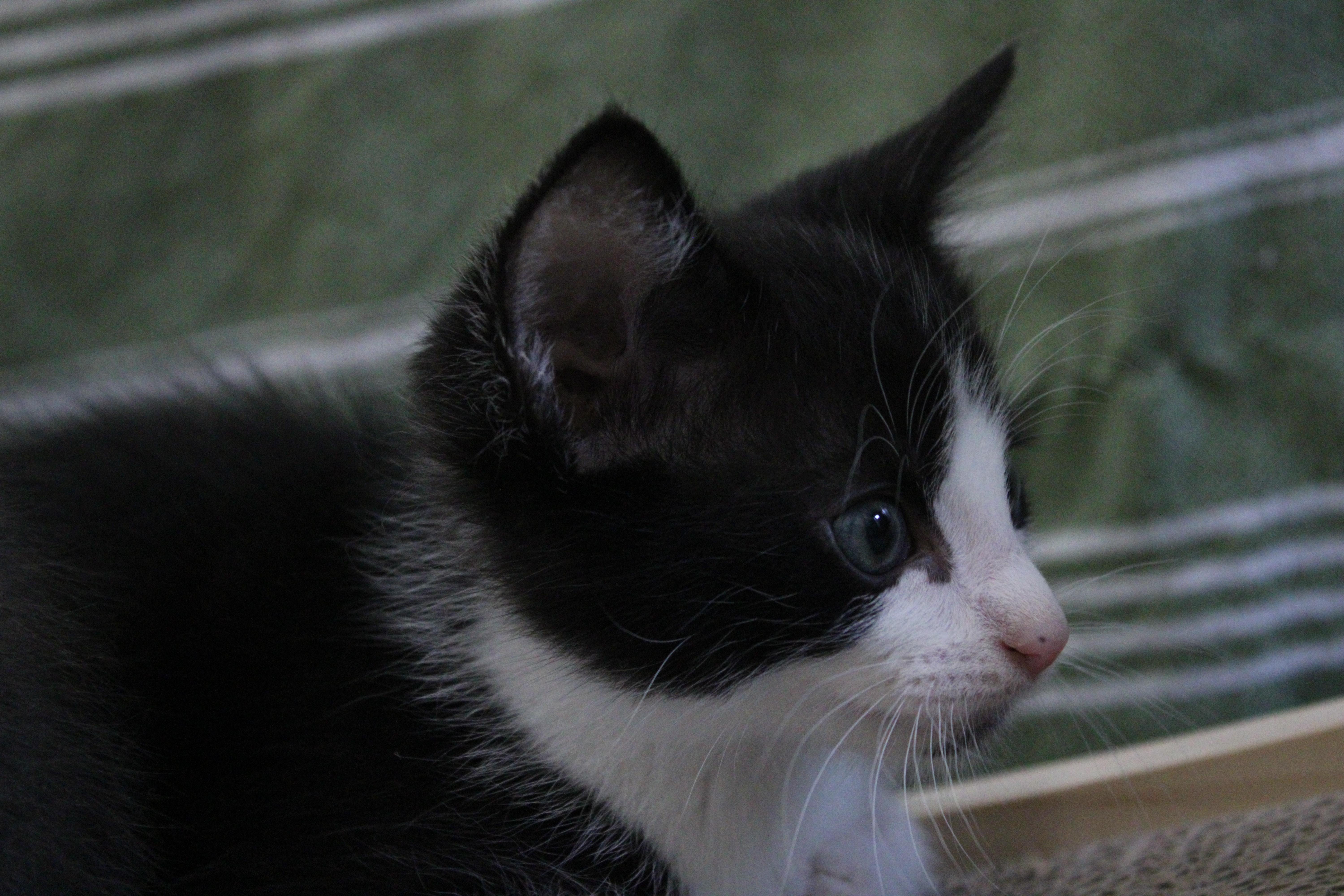 Howard Has A Lightning thumbnail 5