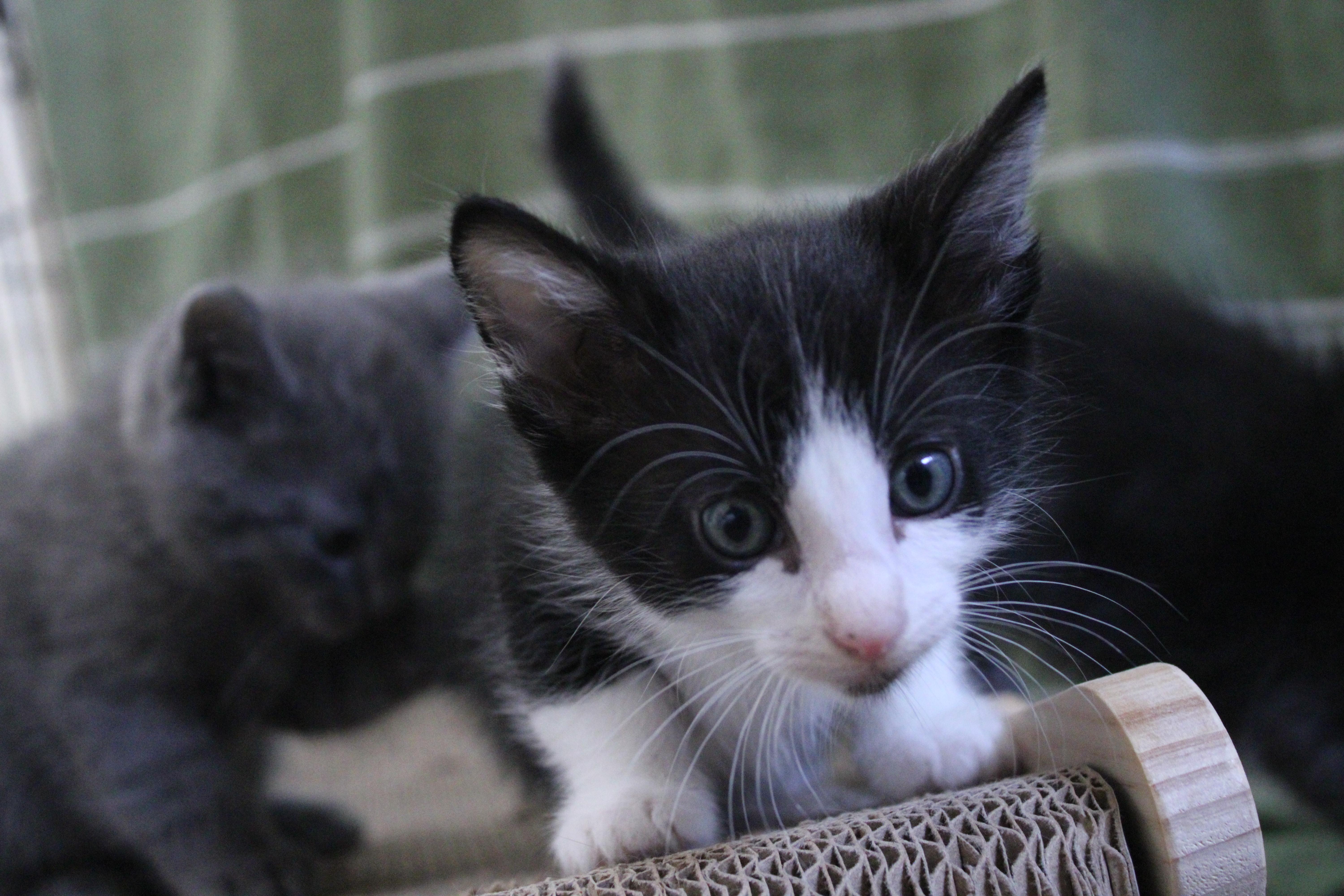 Howard Has A Lightning