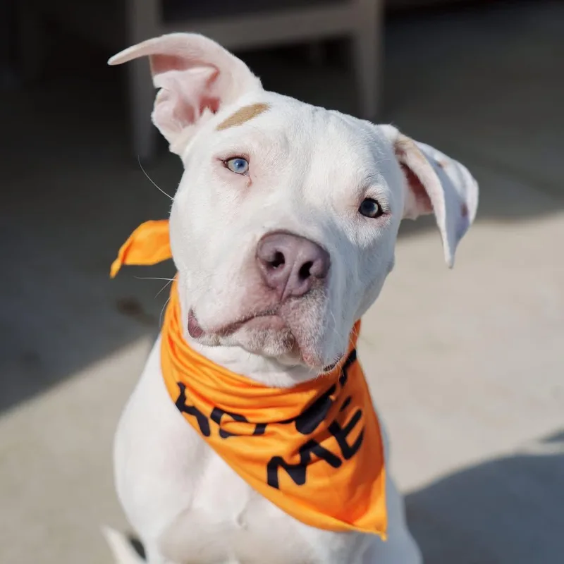 A young medium-sized male White / Cream Pit Bull Terrier dog named Zero for adoption in Grafton, OH