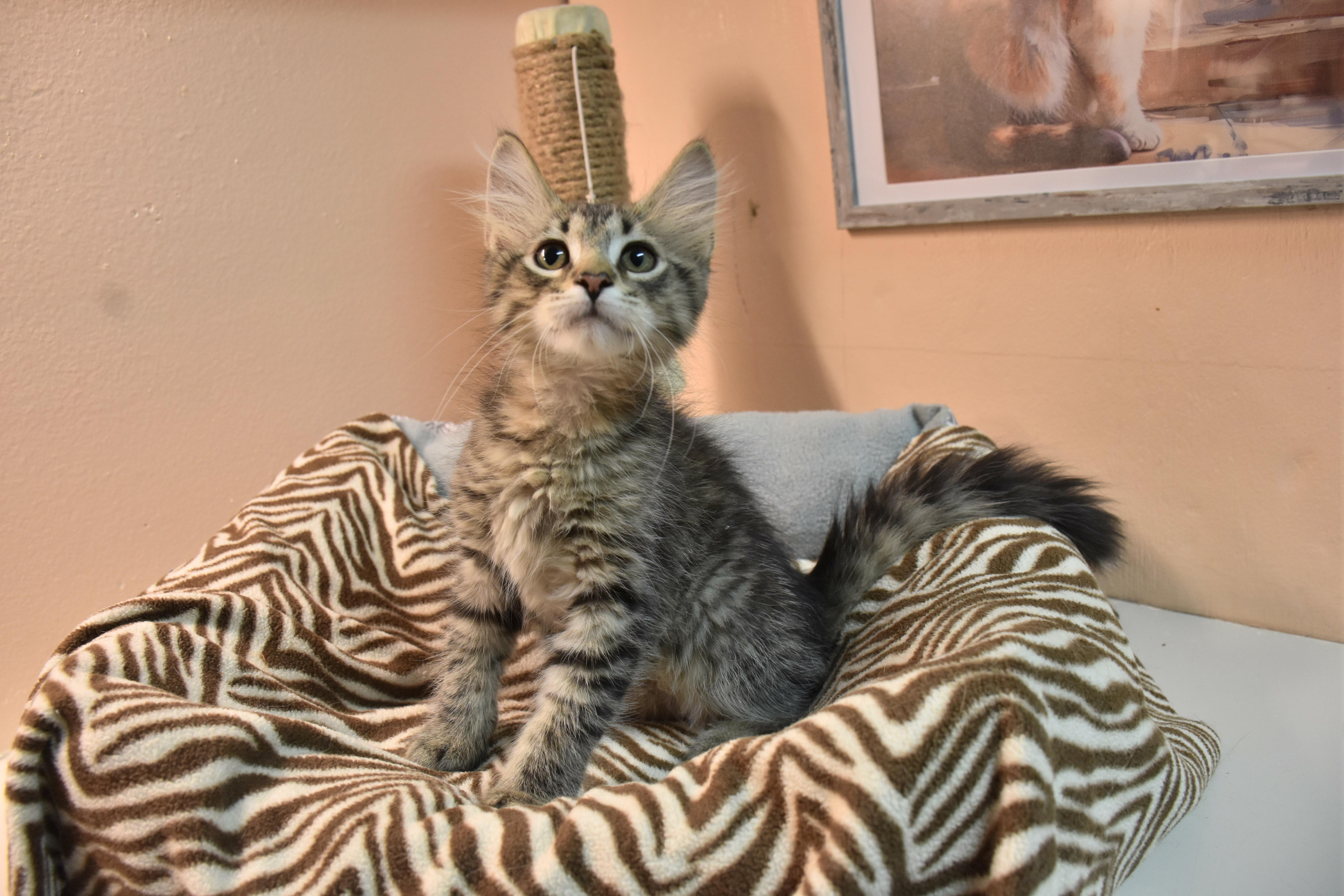 A baby small-sized male Tabby (Brown / Chocolate) Domestic Short Hair cat named Pheelux for adoption in North Judson, IN
