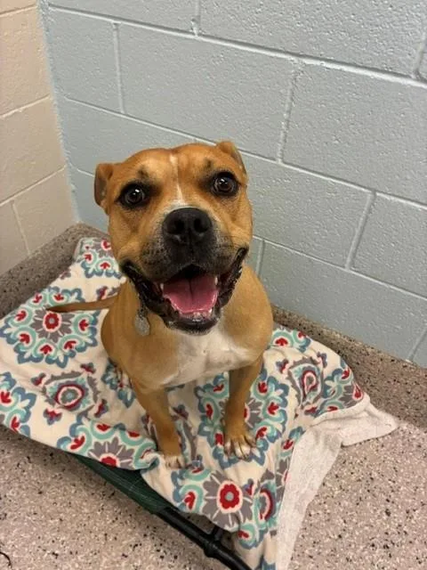 A young large-sized male Pit Bull Terrier dog named Howard for adoption in Brighton, CO