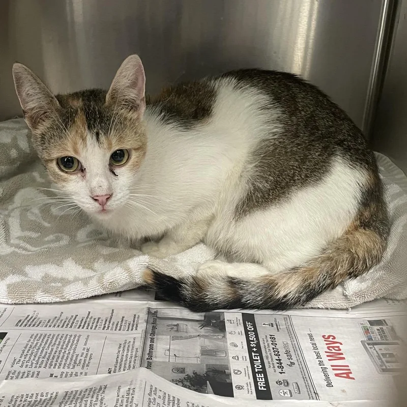 An adult medium-sized female Calico Domestic Short Hair cat named Samba for adoption in Long Beach, CA