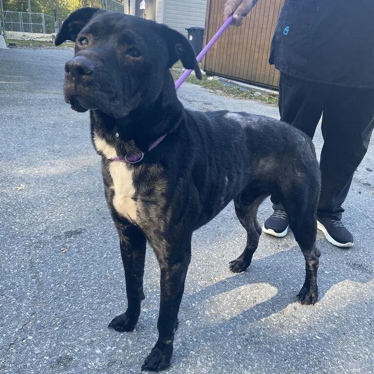 An adult medium-sized male Mixed Breed dog named Zeus for adoption in Spruce Pine, NC
