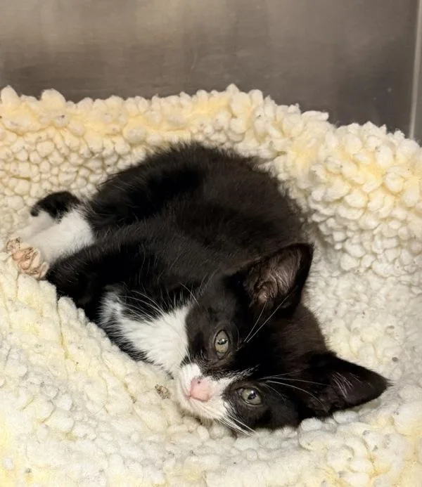 A baby small-sized male Domestic Short Hair cat named Leonard for adoption in Novato, CA