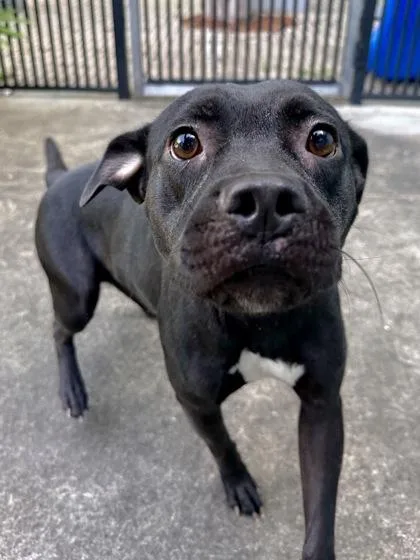 An adult large-sized female Pit Bull Terrier dog named Moonella for adoption in New Orleans, LA