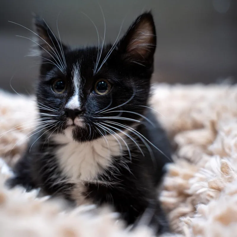 A baby small-sized male Black Domestic Short Hair cat named Black Cherry for adoption in Gainesville, GA