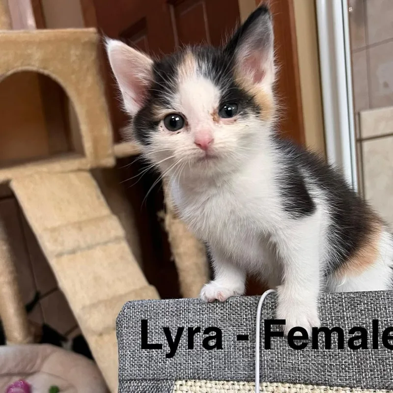 A baby medium-sized female Calico cat named Lyra for adoption in Midland, MI