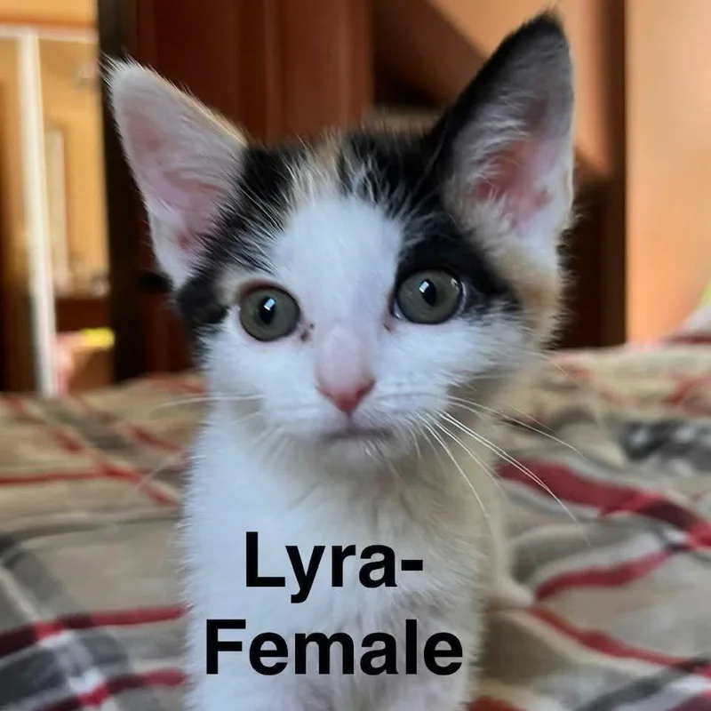 Lyra thumbnail 3