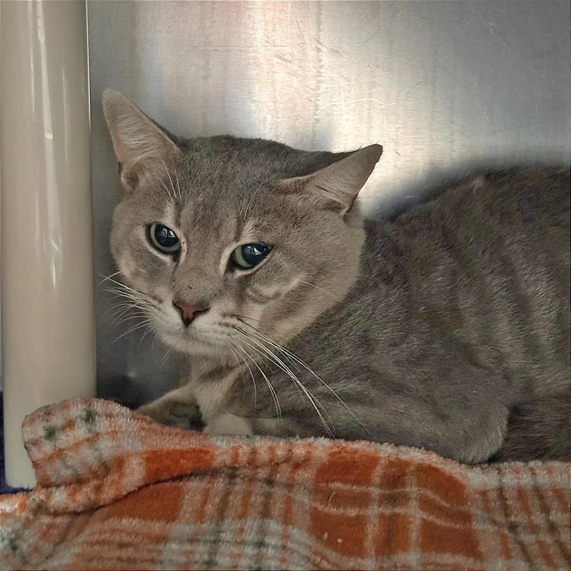 A young medium-sized male Gray / Blue / Silver Domestic Short Hair cat named Hazy for adoption in Springfield, MA